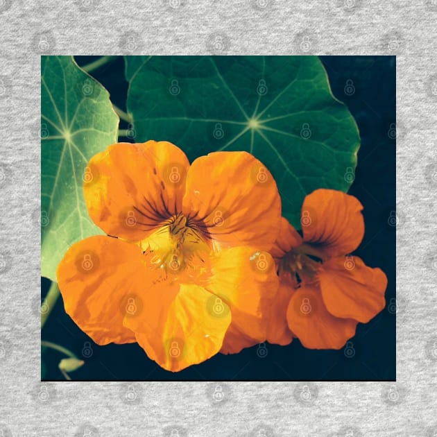 Cheerul Orange Nasturtium and the Star Leaf by Photomersion